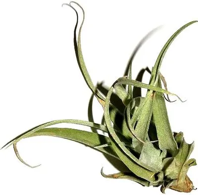 Produktbild von 1 Tillandsia pruinosa, Tillandsien für Terrarien, Aufsitzerpflanzen