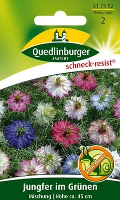 Produktbild von Quedlinburger Jungfer im Grünen Mischung - Blumensamen