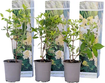 Produktbild von Hortensie - 3 Stk - Hydrangea paniculata 'Phantom' - Höhe 25-40cm - ⌀9cm
