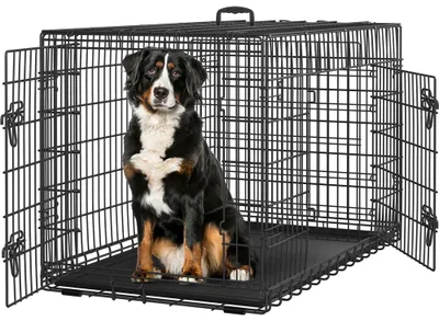 A Bernese Mountain Dog sits inside a black metal dog crate with its doors open.
