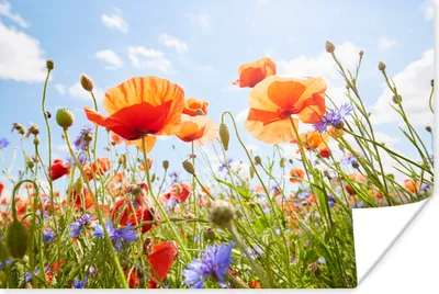 Produktbild von MuchoWow® Poster Blumen - Mohn - Frühling - Natur - Rot - Blau 180x120 cm - Fotoplakat