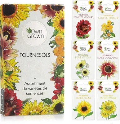 Image de Set De Tournesols Cultivés Par Vos Soins