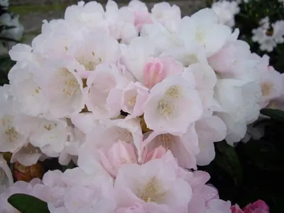 Produktbild von Rhododendron / Alpenrose Makiyak - Rhododendron makinoi Makiyak 30-40cm