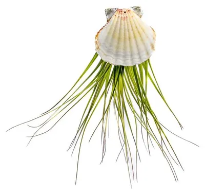 Produktbild von Gardners Muscheln mit Tillandsia Melanocrater