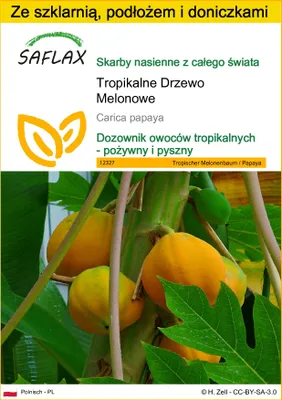 Zdjęcie produktu dla SAFLAX - Zestaw do uprawy - Tropikalne Drzewo Melonowe - 30 Nasiona - Z mini szklarnią, podłożem uprawowym i 2 doniczkami - Carica papaya