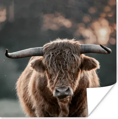 Produktbild von MuchoWow® Poster Kuh - Schottischer Hochländer - Hoorn 50x50 cm - Wohnzimmerdekoration