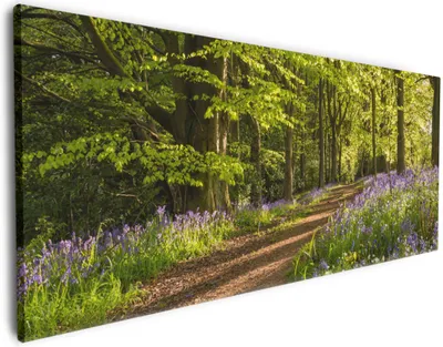 Produktbild von Wallario Premium Leinwandbild Blaues Hasenglöckchen im Sommerwald in Größe 50 x 125 cm