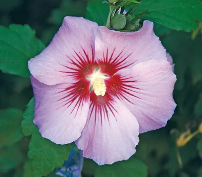 Produktbild von Dehner Hibiskus Maike, Garten-Eibisch mit rosafarbenen Blüten, 50-60 cm exkl. Pflanztopf, 7.5 l Topf, Zierstrauch