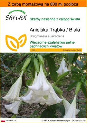 Zdjęcie produktu dla SAFLAX - Garden in the bag - Anielska Trąbka / Biała - 10 Nasiona - Z podłożem uprawowym w praktycznej, samorozkładającej się torbie - Brugmansia suaveolens
