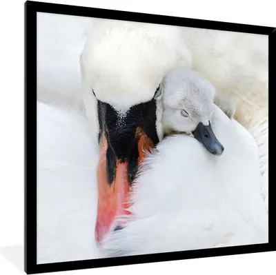 Produktbild von MuchoWow® MuchoWow® Gerahmtes Poster Nahaufnahme eines Schwans mit Jungen 40x40 cm - Poster mit zchwarzem Bilderrahmen - Mit Rahmen - Wanddekoration Schlafzimmer