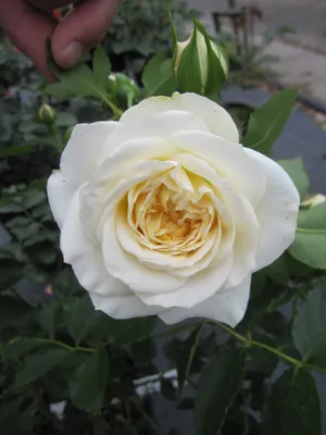 Produktbild von Rosa Friedenslicht ® - Strauchrose Friedenslicht ® - Tantau Rose
