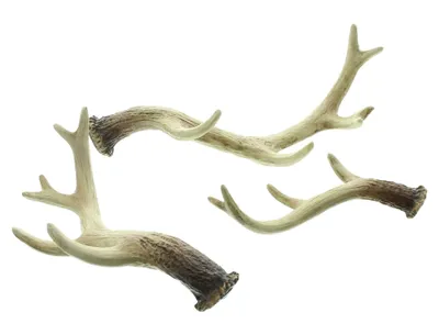 Produktbild von Deko-Geweih Nature, 3er Set, ca Länge 15 cm, 20 cm, 25 cm