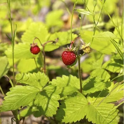 Obrázok produktu pre 6 x jahoda - Fragaria vesca | kvetináč 9cm x 9cm