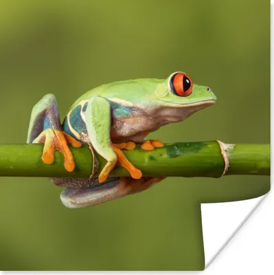 Produktbild von MuchoWow® Poster Rotäugiger Quecksilberfrosch auf Bambus 100x100 cm - Babyzimmer