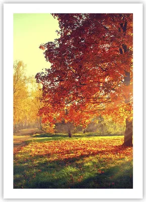 Produktbild von Poster - Poster ohne Rahmen - Park Herbst Baum - 50x70 cm - Wand Bild - Wanddeko - Wandbilder - Kunstposter - Wandposter - Bilder - Kunstdruck - Wanddekoration - Wandbild - P2XPA50x70-3654