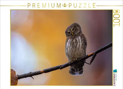 Produktbild von CALVENDO Puzzle Sperlingskauz (Deutschland) | 1000 Teile Lege-Größe 64x48cm Foto-Puzzle für glückliche Stunden