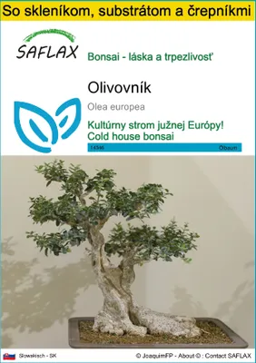 Obrázok produktu pre SAFLAX Kultivačný set - olivovník - Olea europea - 20 Semená - S mini skleníkom, pestovateľským substrátom a 2 črepníkmi