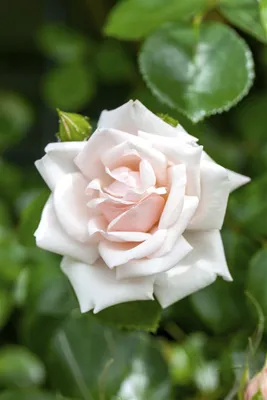 Produktbild von Rosa 'New Dawn', Kletterrose, zartrosa, 5-7,5 Liter Container