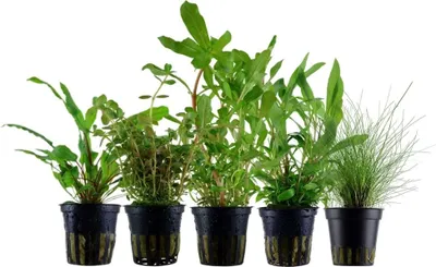 Produktbild von Pflanzen Set mit 5 Einsteiger Topf Aquarium Wasserpflanzen AquaOne Nr.218