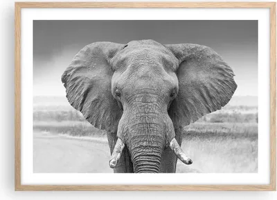 Produktbild von Gerahmtes Poster - Rahmen in heller Eiche - Elefant Afrika Tier - 70x50 cm - Wand Bild - Wanddeko - Wandbilder - Kunstposter - Wandposter - Bilderrahmen - Bilder - Kunstdruck - P2NAA70x50-5072