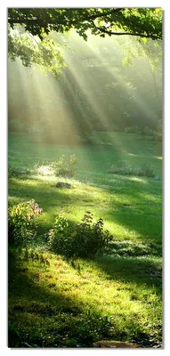 Produktbild von Wallario selbstklebende Türtapete 93 x 205 cm - Sonnenstrahlen im Wald - Abwischbar, rückstandsfrei zu entfernen