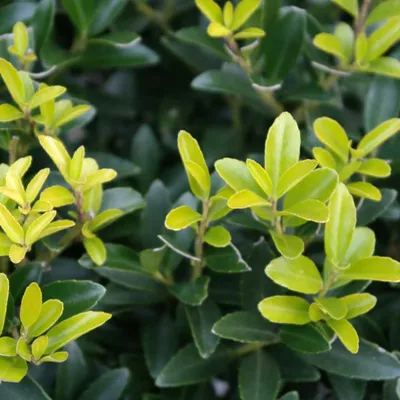 Image de Chêne vert - ilex crenata « Caroline Upright » | 60-80 cm en conteneur