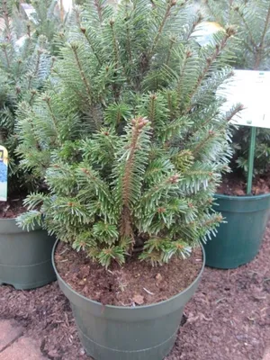 Produktbild von Abies alba Pyramidalis - Säulentanne Pyramidalis 30-40