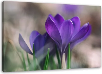 Produktbild von Leinwandbild frühlingskrokusse 90x60 cm Feeby lila wandbild bereit zum aufhängen