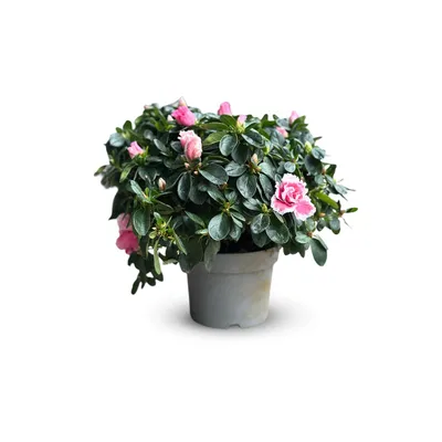 Image de Azalée indica - plante d'intérieur - ↕ 40-50 cm - ⌀ 18 cm - fleur rose