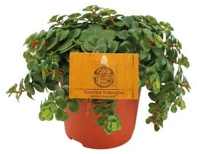 Immagine prodotto di Sedum Tornado - 15cm - Ø10,5cm - Pianta d'appartamento - Sempreverde - Cactus e piante grasse