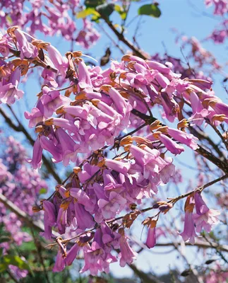 Produktbild von Paulownia tomentosa, Blauglockenbaum, 80–100 cm
