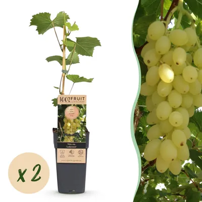 Produktbild von Vitis vinifera Lakemont - Traubenpflanze - Winterhart - Goldgelbe Traube - 2 Pflanzen - 40-50cm - Ø15cm - Gartenpflanze
