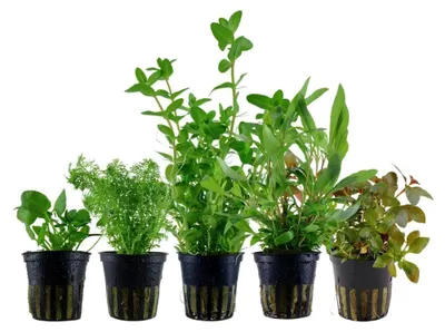 Produktbild von Pflanzen Set mit 5 schnellwachsenden Wasserpflanzen Anti-Algen AquaOne Nr.250