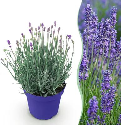 Produktbild von Lavandula angustifolia Hidcote - Lavendel - Winterhart - Violett - 15-25cm - Ø12cm - Gartenpflanze