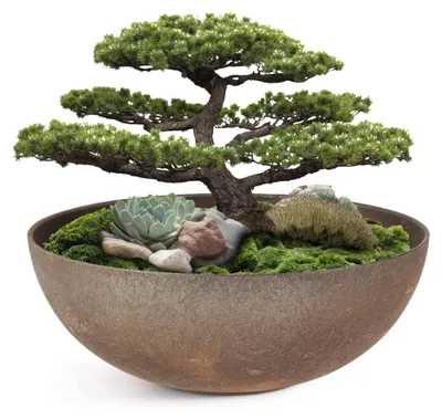 Produktbild von Pflanzschale für draussen Dekoschale rund Rost-Optik 19 x 6 cm