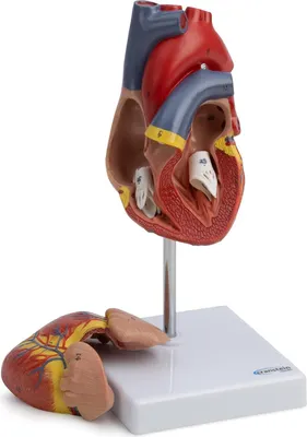Produktbild von Herz Anatomie Modell lebensgroß nummeriert Herzwand geöffnet auf Stativ