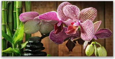 Produktbild von Glasbilder 140x70 Wandbild Druck auf Glas Blumen Bambus Steine Pflanzen