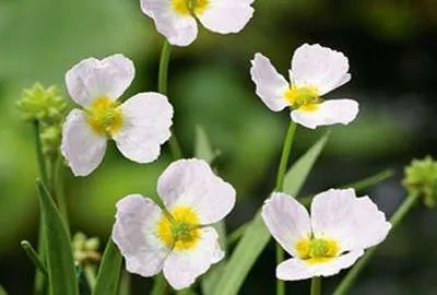 Produktbild von 6 x  Baldellia ranunculoides - Kleine Wasserähre - Topf 9 x 9 cm