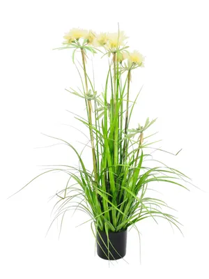 Obrázek produktu pro EUROPALMS hvězdicová tráva, umělá, 120 cm