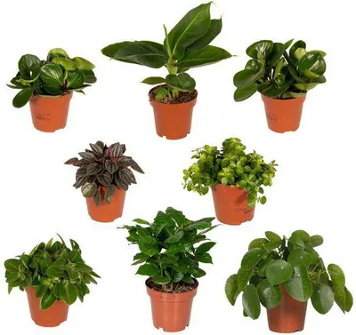 Obrázok produktu pre Prekvapivá krabicka s 8 jedinecnými izbovými rastlinami Ø12cm Ø25cm - sada