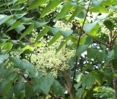 Produktbild von Aralia elata - Aralie - Stachelaralie - Teufelskrückstock - Japanischer Angelikabaum - 30-40cm