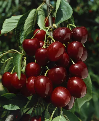 Produktbild von Prunus avium 'Große Schwarze Knorpel', Süßkirsche, 40 cm Stammhöhe