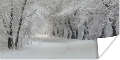Produktbild von MuchoWow® Poster Bäume - Schnee - Winter 160x80 cm - Foto Poster