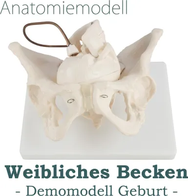 Obrázok produktu pre Anatómia Model Model Ženský skelet Demonštrácia pôrodu Panva Panvový model Anatomický model ženskej panvy Panvové výučbové modely Ženský panvový model MedMod