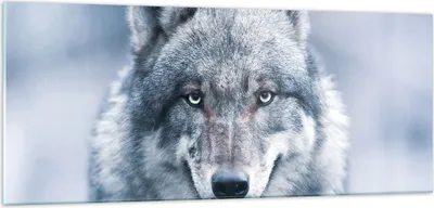 Produktbild von Bilder auf glas - Einteilig - Wolf Raubtier Wildheit - 100x40cm - Glasbilder - Wandbilder - Bilder - zum Aufhängen bereit - Wanddekoration aus Glas - Glas Bilder - Wandbild auf Glas - GAB100x40-5073