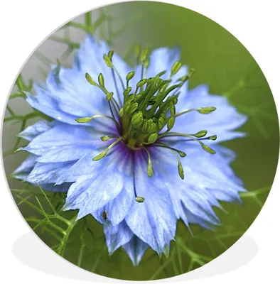 Produktbild von MuchoWow® Rundes Wandbild - Runde Bilder Nahaufnahme einer Nigelblüte Ø 30 cm Kreis Wanddekoration Kunststoff - Wandkreis - Wandschmuck - Schlafzimmer - Bilder - Der Kreis - Kunst für die Wohnung - Plastik - Kunstdruck - Wandbild