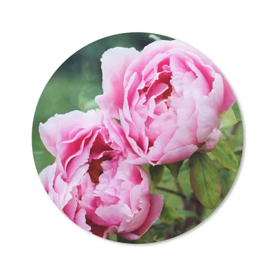 Produktbild von MuchoWow® Mauspad Mousepad Rosa Pfingstrosen im Garten 50x50 cm - Mousepads - Maus Mat - Pad - Mausunterlage - Vinyl