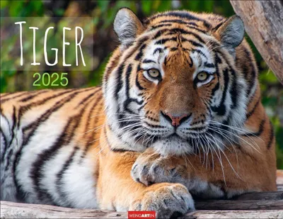 Produktbild von Tiger Kalender 2025
