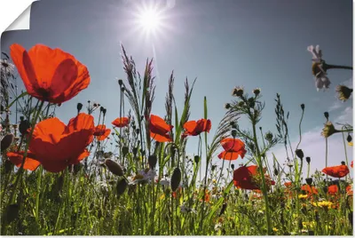 Produktbild von ARTland Poster Mohnblumenwiese I Größe: 120x80 cm