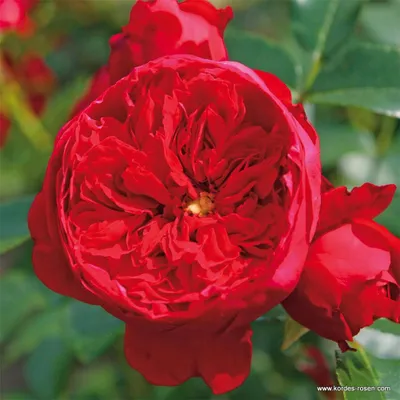 Produktbild von Kordes Kletterrose Florentina® Rot